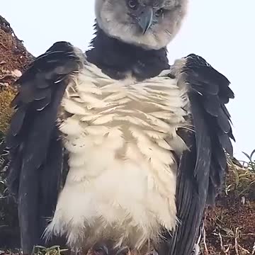Ever seen a bird like this?