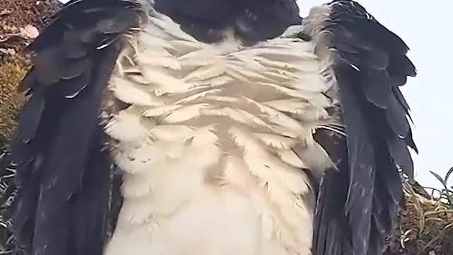 Ever seen a bird like this?