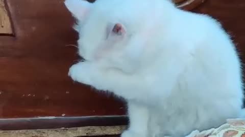 Cute and funny cat video.