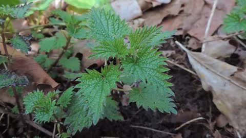 Stinging Nettle-Most Nutritious Plant