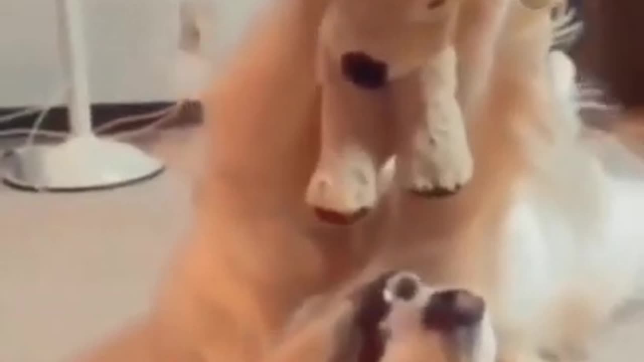 Funny dogs Reaction 😂