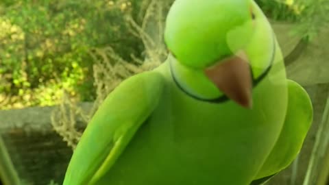 A green parrot standing over the glass window