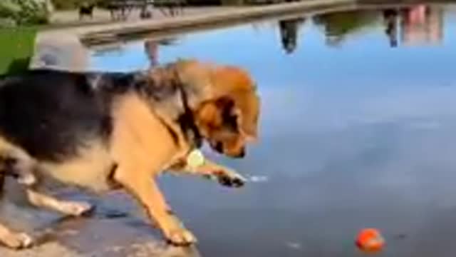 You Definitely Laugh,Trust me 😱 Cute Cats And Dogs 🐈 Funny Animals Life🐕 Part-6