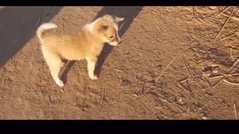 Funny dog playing 😍
