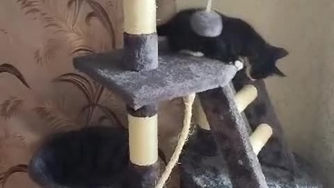 Cat funny video | how to funny video | Cat baby