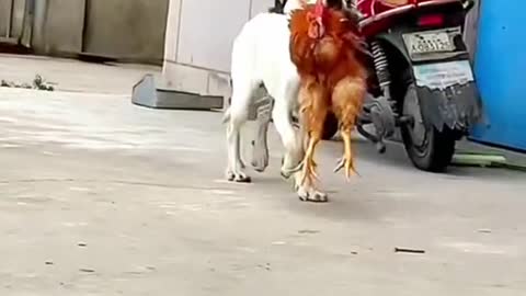 a cock flies and a dog jumps