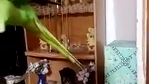 a species of parrots