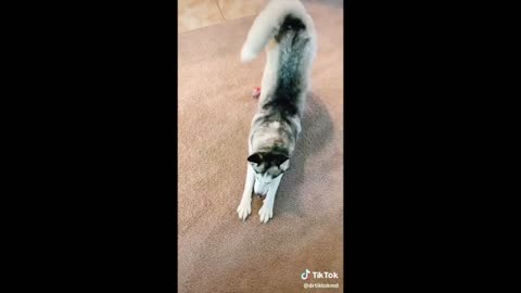 TikTok Funny Dogs Compilation