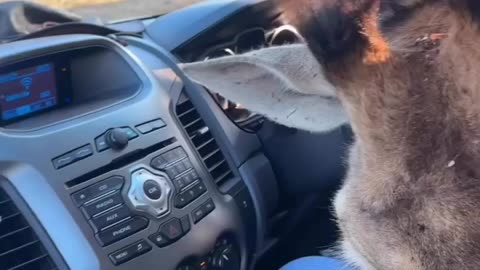 Cute Giraffe try to enter in car