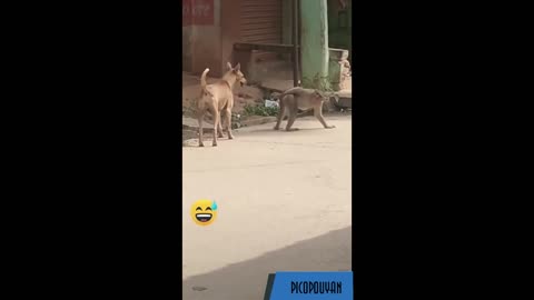 Super Funny Animal Video that Will Make You Laugh Out Loud