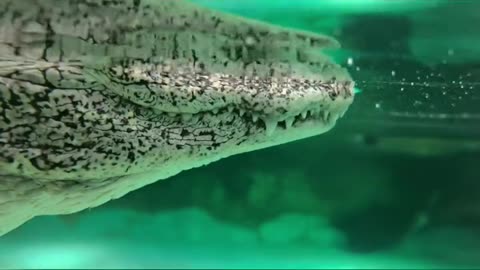 Shallow water crocodiles