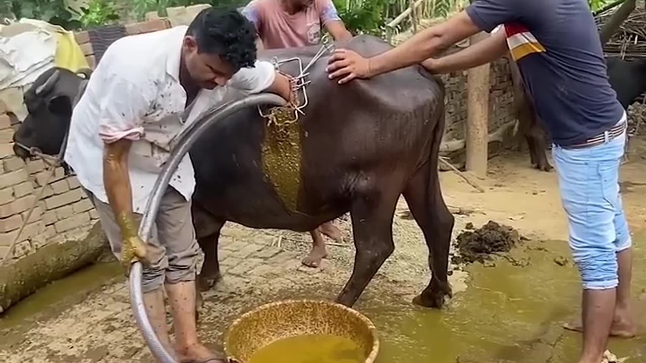 What happened with cow