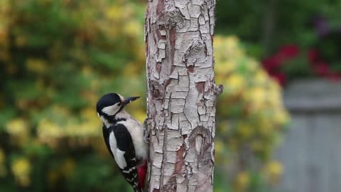 Wood Peaker Working Hard For His Home And Food Too.