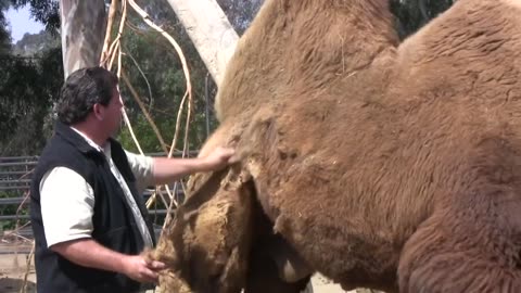 Camels at the San Diego Zoo (in HD)