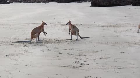 Animals funny fight video