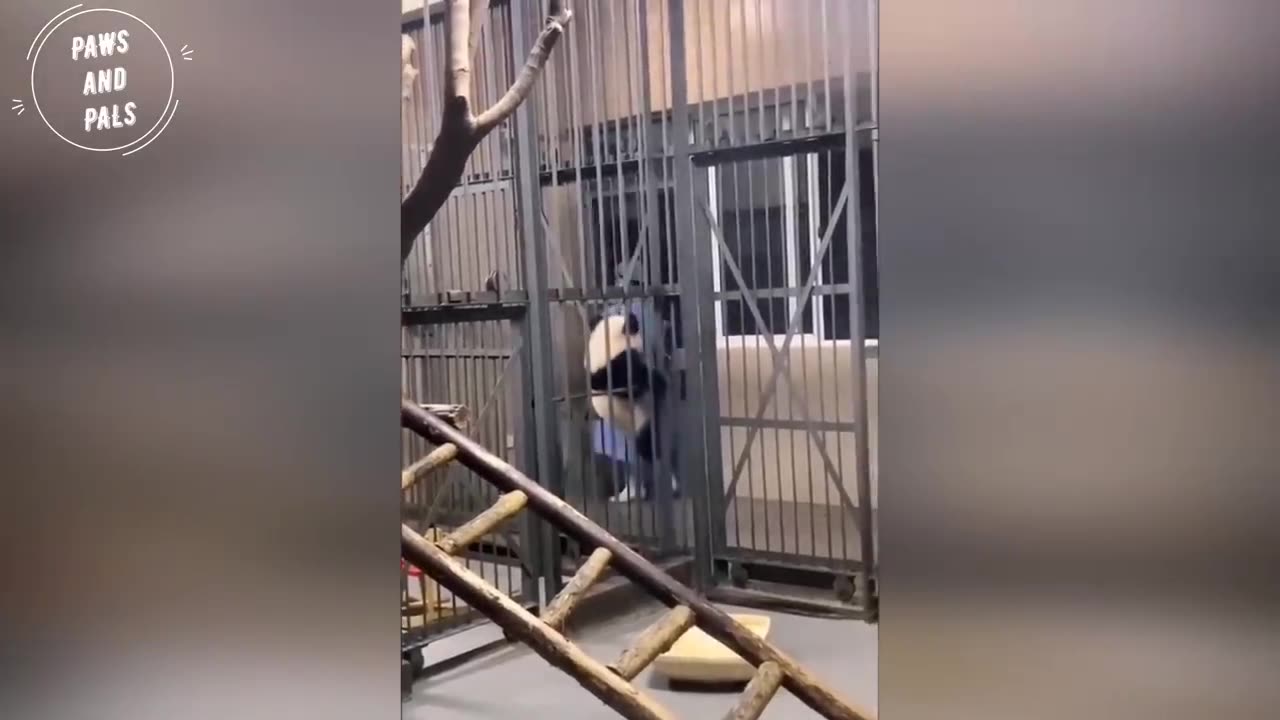 AWW SO CUTE!!! BABY PANDAS Playing With Zookeeper Funny baby pandas Baby panda falling
