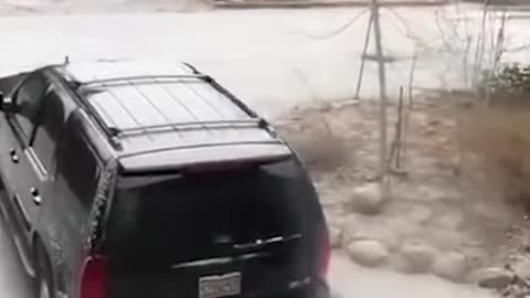 Bear Trapped in Car