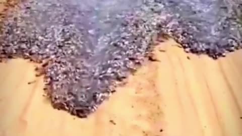 STRANGE PHENOMENON OF FISH ON THE GROUND