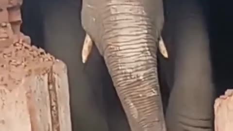 Angry Animal || elephant destroy house #angryanimals #animals