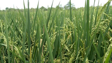 ricefield