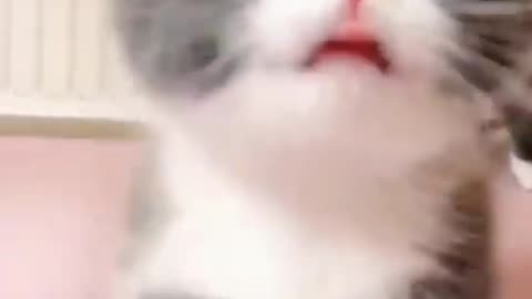 قطط صغيرة كيوت @ قطط