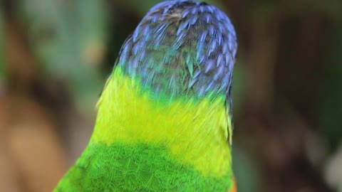 parrot colorful bird sing a song