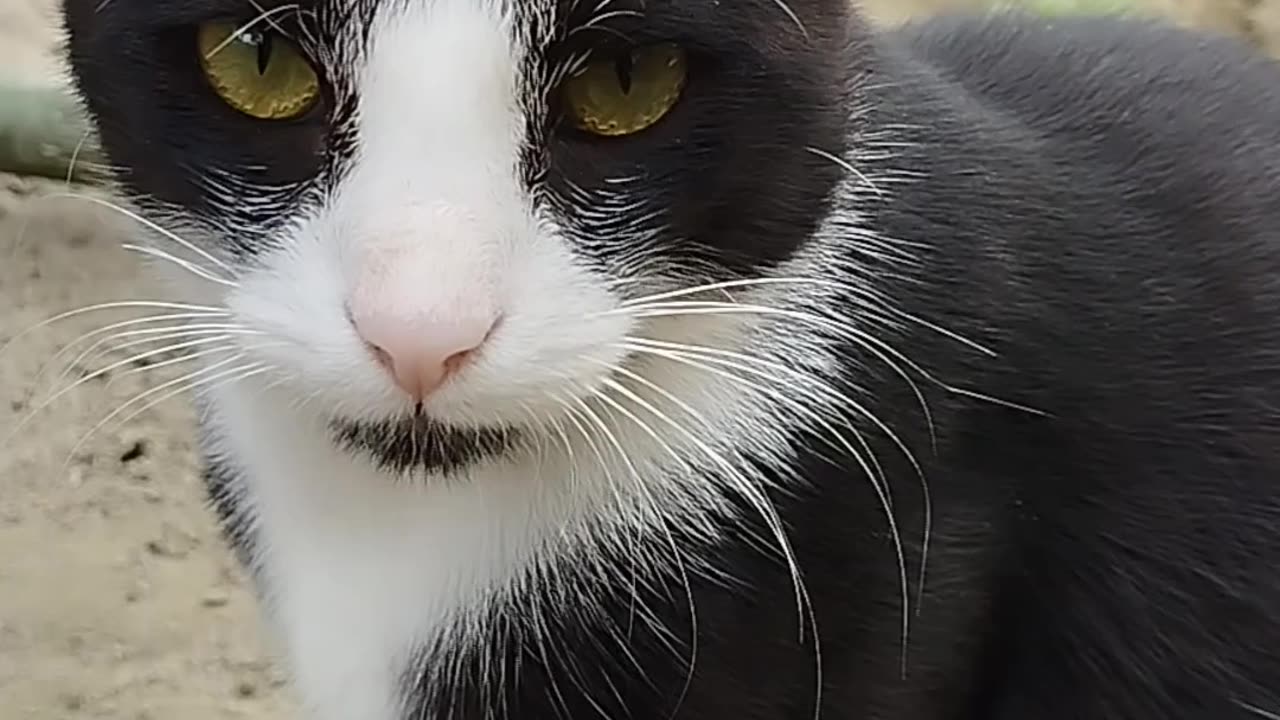 FUNNY CATS and DOGS & other ANIMALS New Funniest Animals Videos 2023 [Part 2]