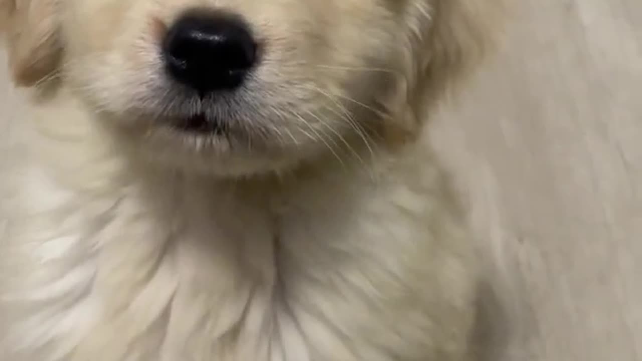 Cute dog puppy 😍