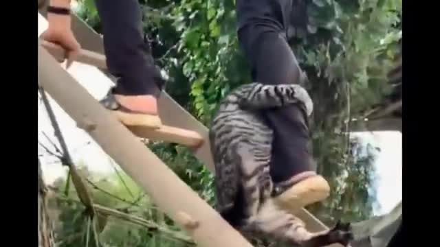 Funniest cat videos #109 - HILARIOUS!