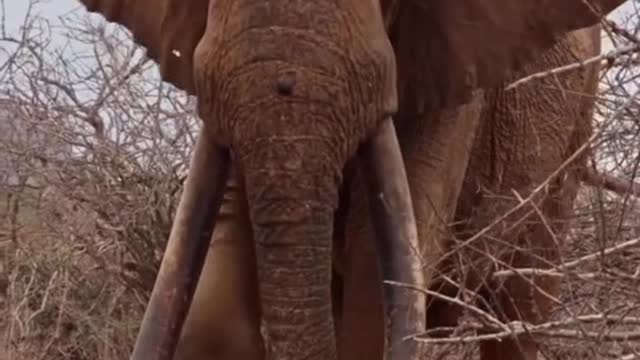 Elephant