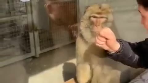 Monkey's Reaction To A Magic Trick #shorts #viral #shortsvideo #video