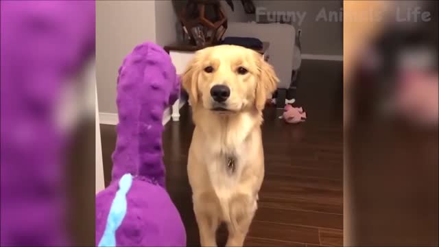 Awesome Funniest animal videos - funny cats and dogs