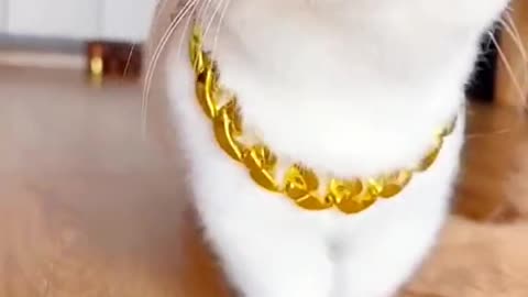 Cute cat walking shorts