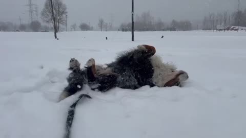 Mastiff? Loves fluffy snow 😊
