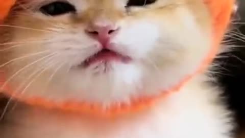 So cute little kitten lovely face #short #cat #short