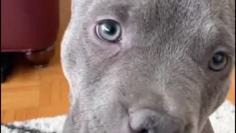 Look at his confused face. It's so cute！