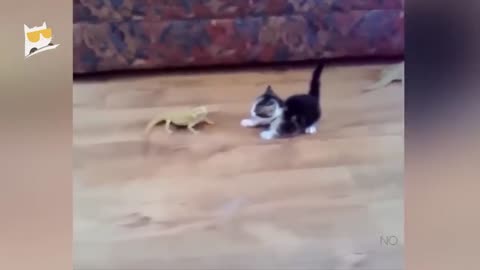 Funniest animals 2023 🐱In tiktok 😂 Funny and Fails Pets Video #29