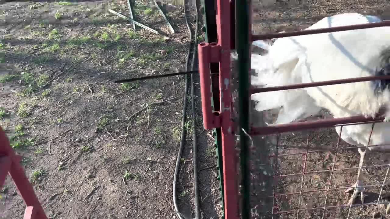 How to Fight a Kangaroo (and talk to eggs)