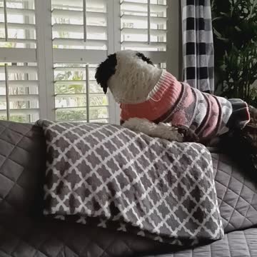 Luna laying on the couch.