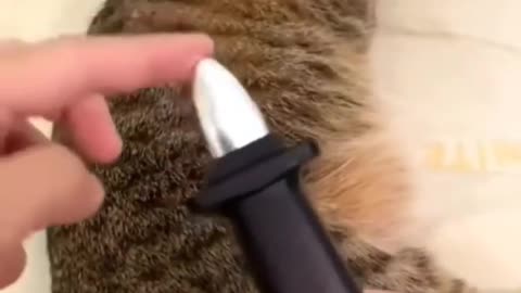 Funny animals, funny to the point of pain