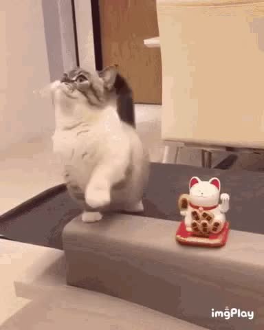 Cute Cat Gif