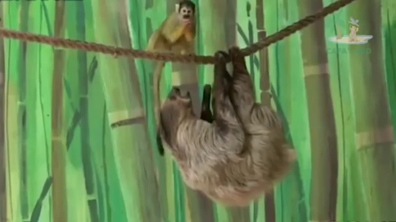 Funny Monkey Video