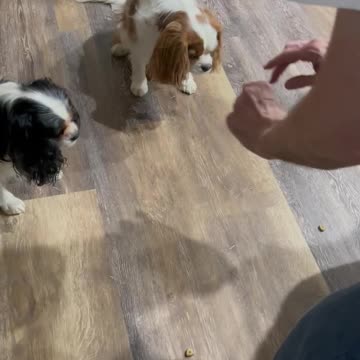 Cavaliers playing a little game