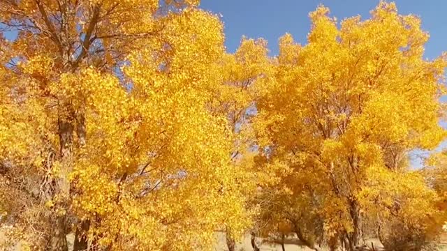 The most healing thing is Populus euphratica in autumn.