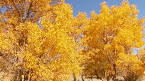 The most healing thing is Populus euphratica in autumn.