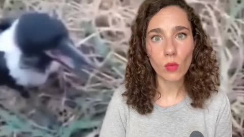 News Break: Firefighter Birds