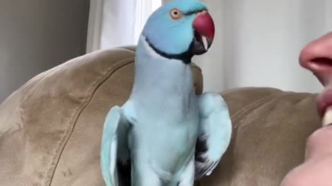 A parrot talking to its owner