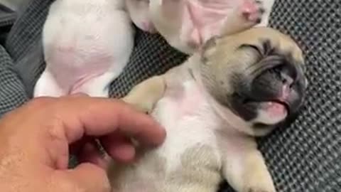 Bulldogs video