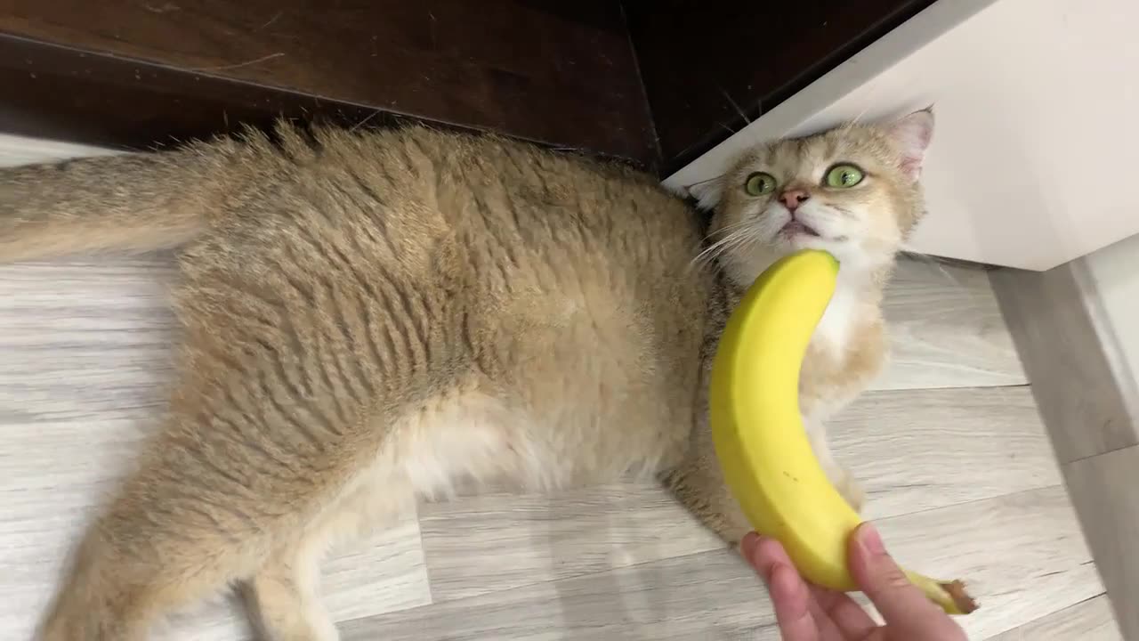 Cat's hilarious reaction to banana🍌🤣🤣🤣🤣🤣🤣