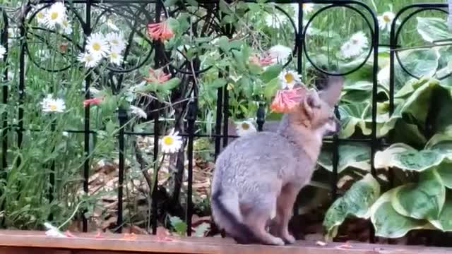 Foxes and flowers